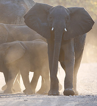 African elephant Letaba
